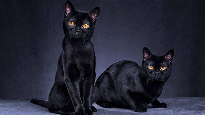 Kucing