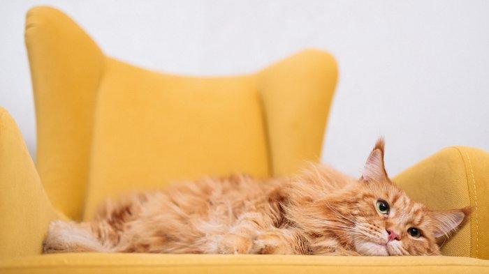 5 Arti Mimpi Kucing Oren Menurut Simbol, Ini Makna yang Harus Dipahami