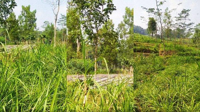 Lahan calon TPS sementara Jogja, Dusun Karanggeneng, Kalurahan Umbulharjo, Kapanewon Cangkringan, Kabupaten Sleman, DIY, Selasa (25/7/2023)