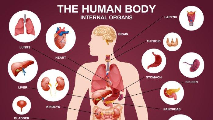 50 Daftar Nama Organ Tubuh Manusia Dan Bahasa Inggrisnya Tribunjogja Com Mengenal Ancaman Dan Upaya Perlindungan Pada Organ Tubuh