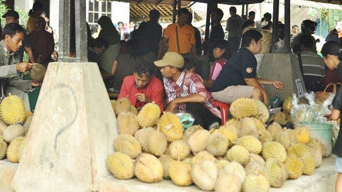 Menikmati Durian Jogja di Desa Wisata Banjaroya, Kulon Progo.
