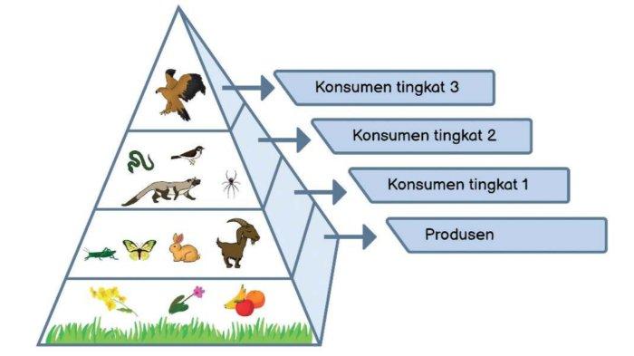 Piramida Makanan