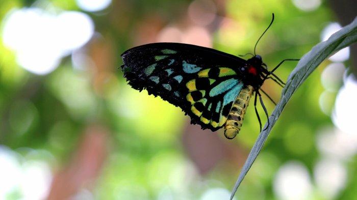Queen Alexandra's Swallowtail