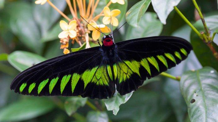 Rajah Brooke's Birdwing