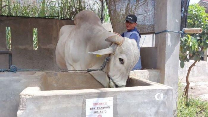 Sapi Putih Raksasa dari Kediri: Pilihan Istimewa Presiden Prabowo ...
