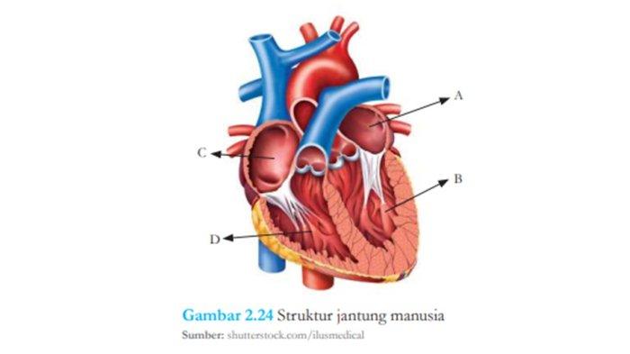 Struktur Jantung Manusia-2