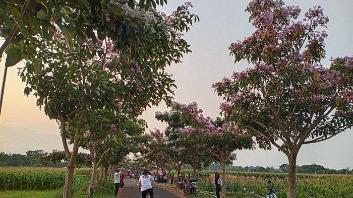 Ruas jalan menuju gapuro Dusun Pandanan di Desa Soropaten, Kecamatan Karanganom, Kabupaten Klaten, Jawa Tengah, menjadi tempat wisata dadakan karena pohon bunga tabebuya di tempat itu bermekaran, Kamis (3/10/2024).