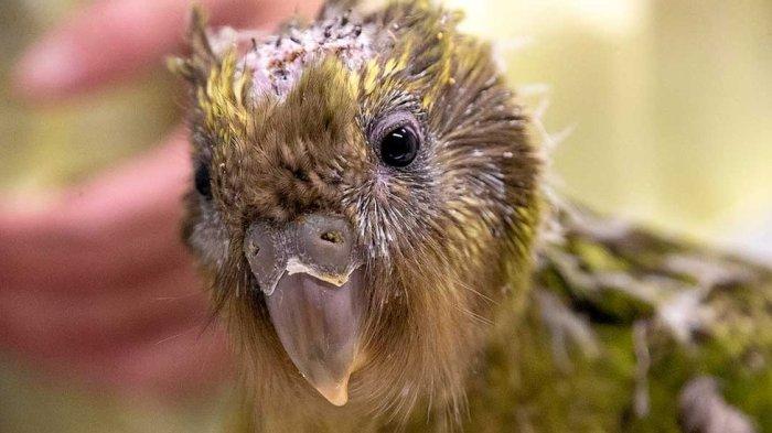 burung kakapo