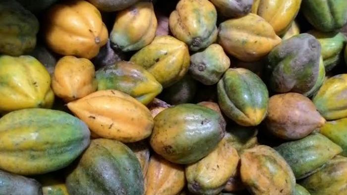 Carica.