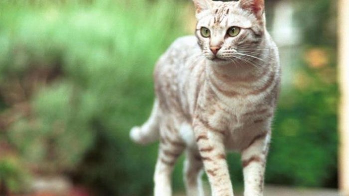 Sterilisasi Kucing Murah Bakal Hadir Di Jogja Sekaligus Bisa Adopsi