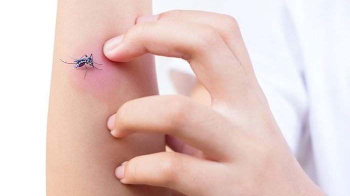 8 Jenis Jenis Nyamuk di Dunia