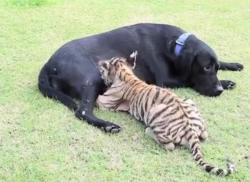 Unik, Anjing Ini Menyusui Seekor Anak Harimau - Tribunjogja.com