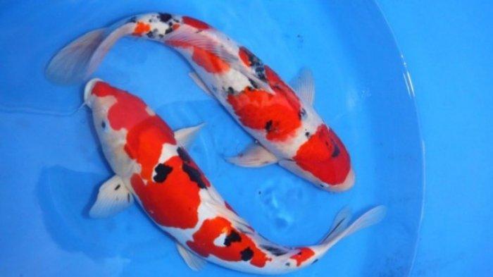 8 Arti Mimpi Ikan Koi Menurut Primbon Jawa, Apa Arti Sebenarnya?