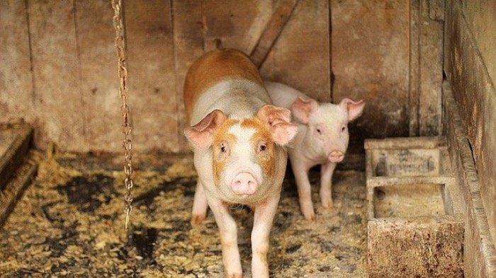 7 Arti Mimpi Tentang Babi, Melihat Babi, Beli Babi Menurut Primbon, Benarkah Hoki Datang?