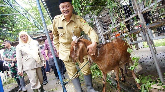 Kambing Jawa Randu Diusulkan Jadi Ternak Khas Magelang - Tribunjogja.com