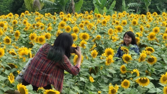 Wisatawan memanfaatkan libur lebaran untuk berfoto di tengah hamparan bunga matahari di Helio Garden, Kaliurang, Selasa(19/6/2018).