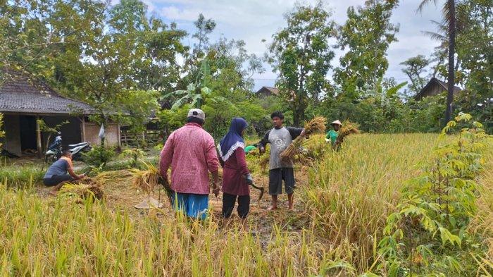Para petani di kelompok tani Lestari Bulak Sawah di Kelurahan Ngawu, Kapanewon Playen, Gunungkidul
