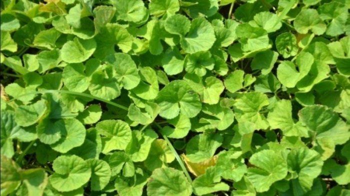 Khasiat Daun Pegagan atau Centella asiatica