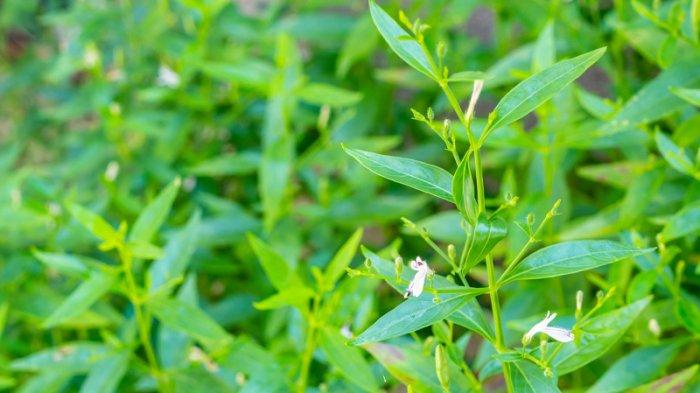 sambiloto atau Andrographis paniculata