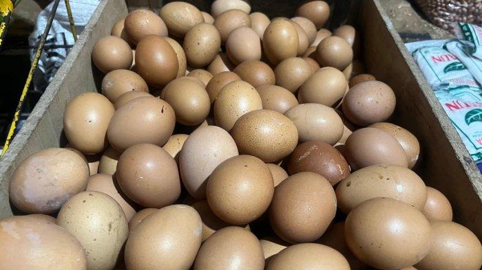 Ilustrasi telur ayam