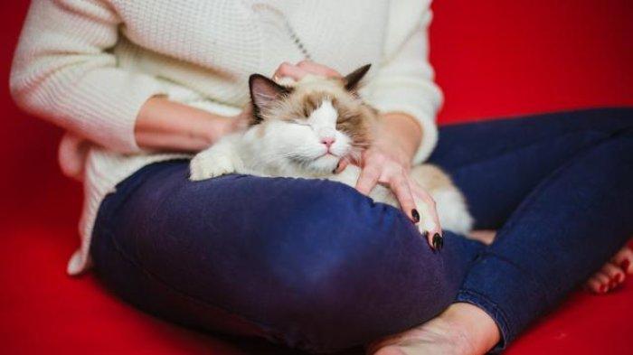 Arti Kucing Tidur Di Beberapa Bagian Tubuh Manusia