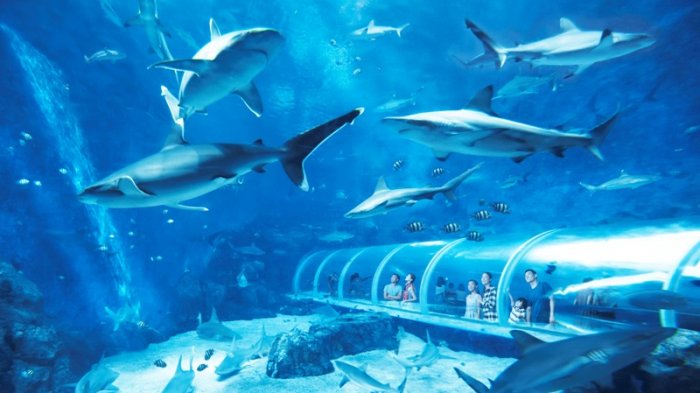 SEA Aquarium