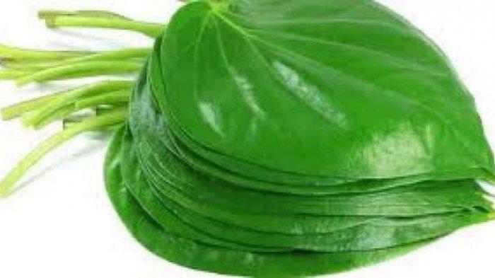 Daun Sirih