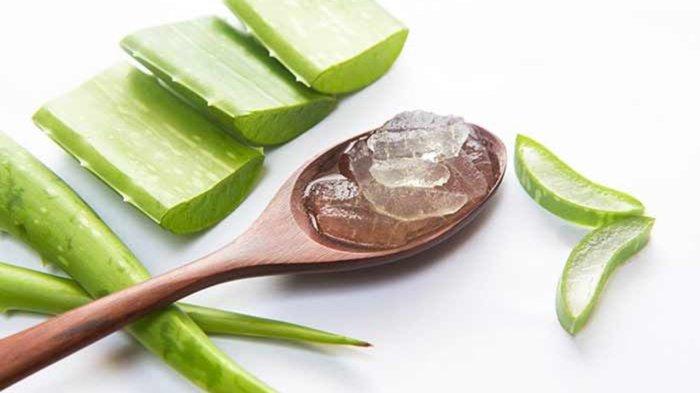 Lidah buaya yang dicampur dengan minyak zaitun yang dapat membantu untuk menghidrasi rambut.