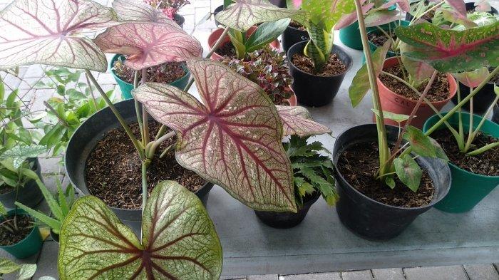 Caladium Brazil ukuran dewasa yang dijual seharga Rp 900 ribu per pot.