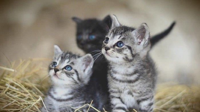10 Arti Mimpi Tentang Anak Kucing Menurut Ahli Tafsir Mimpi, Bakal Ada Perubahan Besar dalam Hidup Anda