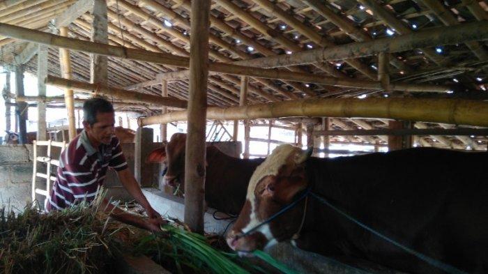 Peternak Sapi di Sleman Khawatir Penular Penyakit Anthrax - Tribunjogja.com