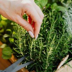Rosemary