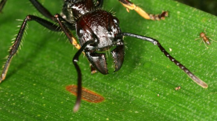 Semut Peluru