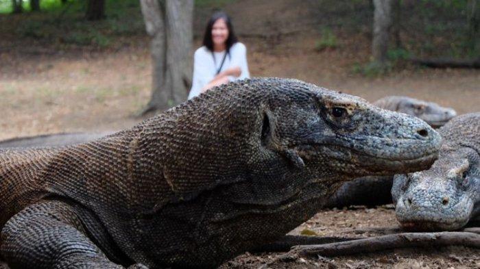 Komodo