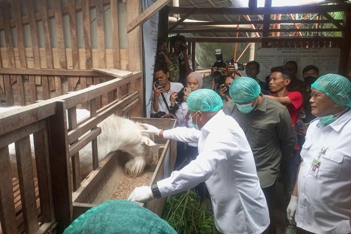 Geger! Wamentan Bongkar Sentra Kambing Perah Merapi Magelang
