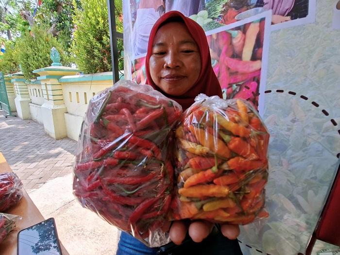 Panen Raya Melimpah, Cabai Kulon Progo Siap Penuhi Pasar Meski Harga Melesat