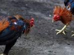 Ilustrasi-sabung-ayam.jpg