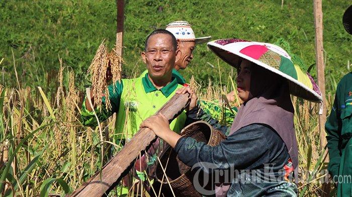 PANEN PADI GOGO - Bupati Bulungan, Syarwani saat memperlihatkan kemahirannya memanen padi secara manual di Desa Pejalin, Bulungan, Kaltara, dalam kegiatan Panen Padi Gogo, Rabu (9/4/2025).