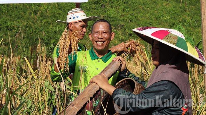 PANEN PADI GOGO - Bupati Bulungan, Syarwani saat memperlihatkan kemahirannya memanen padi secara manual di Desa Pejalin, Bulungan, Kaltara, dalam kegiatan Panen Padi Gogo, Rabu (9/4/2025).