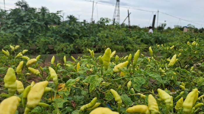 Inflasi Tarakan Maret 2026 Tercatat 0,63 Persen, Naiknya Harga pada Ramadan dan Lebaran Jadi Pemicu