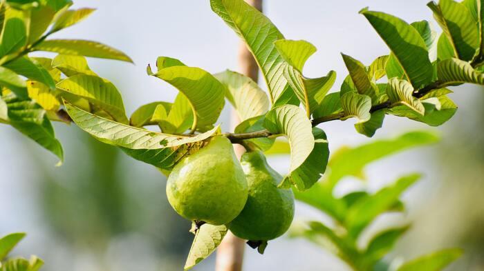 Daun jambu biji