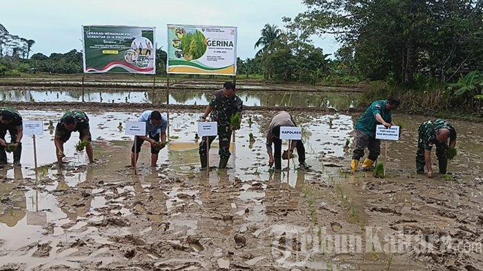 DUKUNG KETAHANAN PANGAN – Kabupaten Bulungan terpilih dalam Gerakan Indonesia Menanam (Gerina), Koor Lap Satgam, Danrem 092/Maharajalila, Bupati Bulungan hingga Dandim 0903/Bulungan turun langsung menanam padi di lahan yang berlumpur, Desa Pura Sajau, Kecamatan Tanjung Palas Timur, Kaltara Rabu (23/4/2025).