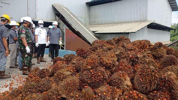 Industri minyak sawit mentah di Kaltara, mendominasi usaha sedang dan besar di Kaltara.
