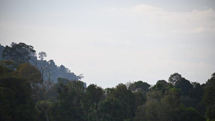Kawasan hutan di Kabupaten Malinau, Kalimantan Utara.