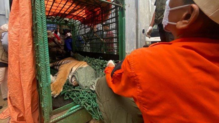 Kondisi Harimau yang terkam seorang pria di rumah bernomor 99, Jalan Wahid Hasyim II Samarinda pasca dibius, Minggu (19/11/2023).