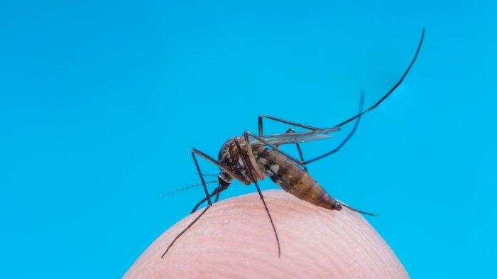 DBD atau dengue fever adalah infeksi virus yang disebabkan oleh virus dengue (DENV), ditularkan ke manusia melalui gigitan nyamuk yang terinfeksi.