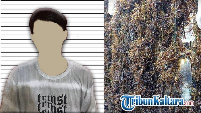 ILUSTRASI - Pencurian Rumput Laut. (TribunKaltara.com)