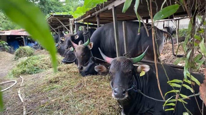 Aktivitas peternakan sapi di Pasir Putih, Tarakan, Kalimantan Utara.
