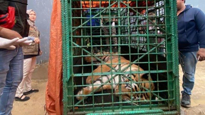 Proses evakuasi Harimau yang dipelihara secara ilegal di Jalan Wahid Hasyim II, Samarinda dari rumah bernomor 99 menuju Tabang, Minggu (19/11/2023).