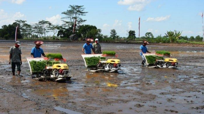 Rencana pengembangan food estate program pertanian dari pusat yang akan dikembangkan di Kabupaten Pulaang Pisau dan Kapuas, Kalimantan Tengah.